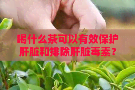 喝什么茶可以有效保护肝脏和排除肝脏素？