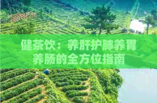 健茶饮：养肝护肺养胃养肠的全方位指南