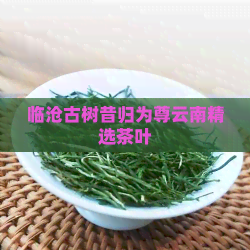 临沧古树昔归为尊云南精选茶叶