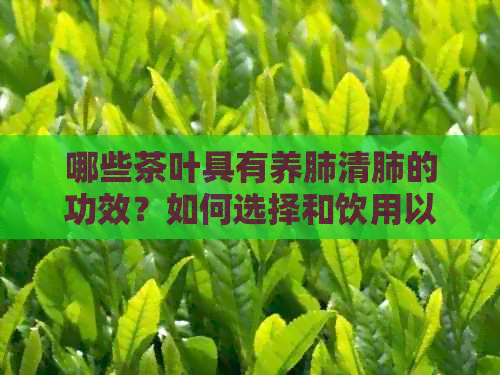 哪些茶叶具有养肺清肺的功效？如何选择和饮用以达到效果？