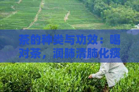 茶的种类与功效：喝对茶，润肺清肺化痰止咳