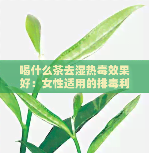 喝什么茶去湿热效果好：女性适用的排利湿茶推荐