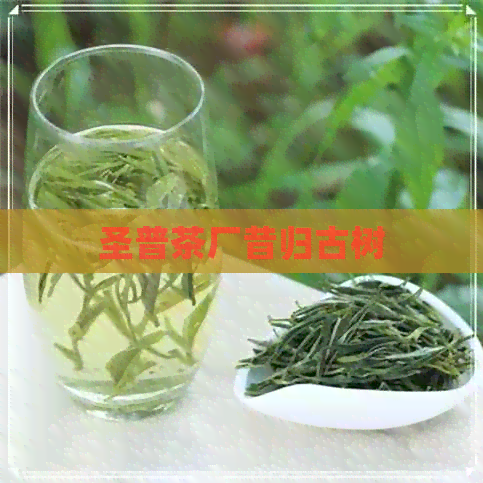 圣普茶厂昔归古树