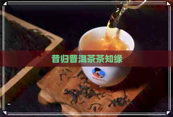 昔归普洱茶茶知缘