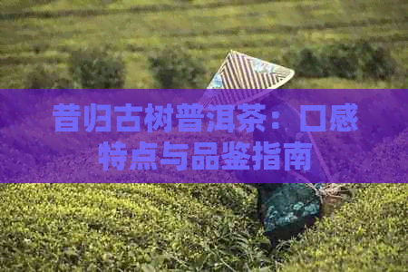 昔归古树普洱茶：口感特点与品鉴指南