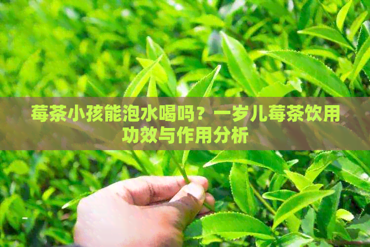 莓茶小孩能泡水喝吗？一岁儿莓茶饮用功效与作用分析