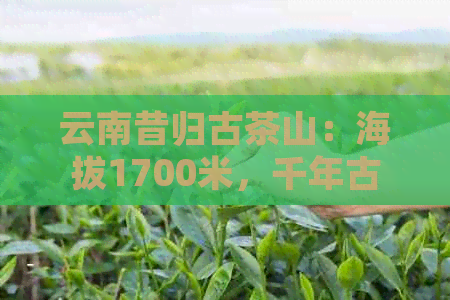 云南昔归古茶山：海拔1700米，千年古树普洱茶的神秘之地