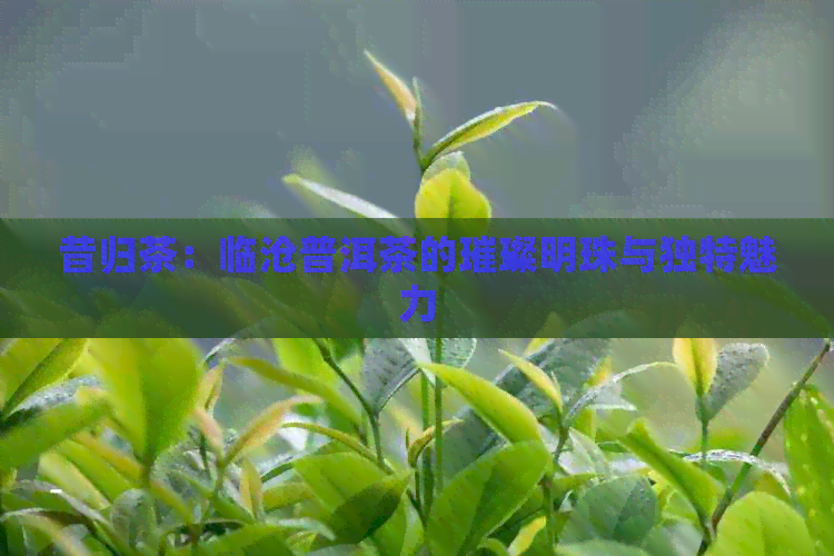 昔归茶：临沧普洱茶的璀璨明珠与独特魅力