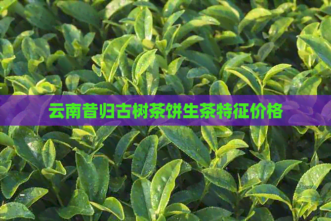 云南昔归古树茶饼生茶特征价格