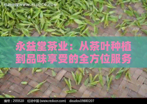 永益堂茶业：从茶叶种植到品味享受的全方位服务指南