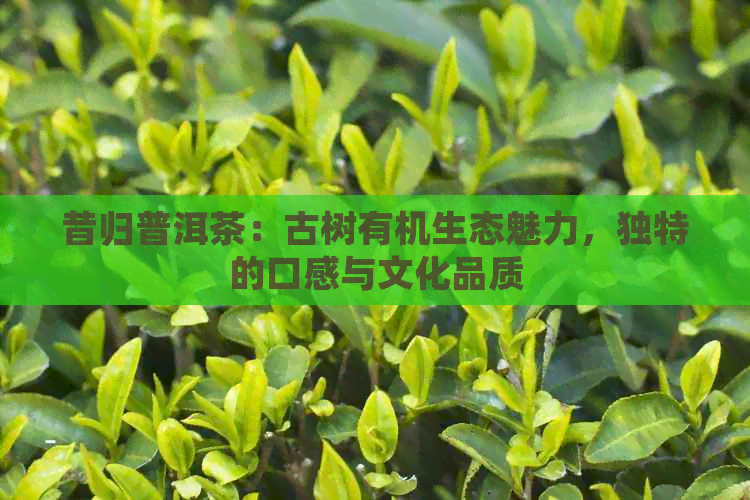 昔归普洱茶：古树有机生态魅力，独特的口感与文化品质