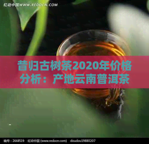 昔归古树茶2020年价格分析：产地云南普洱茶批发与促销攻略