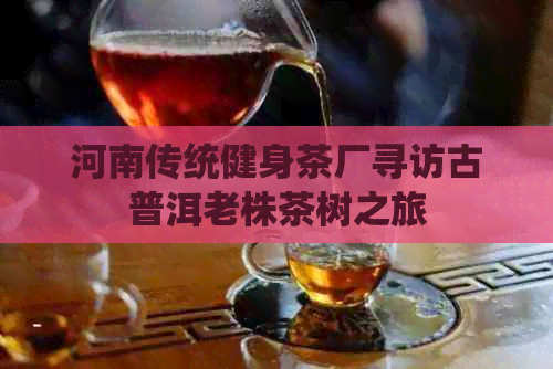 河南传统健身茶厂寻访古普洱老株茶树之旅