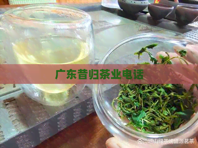 广东昔归茶业电话