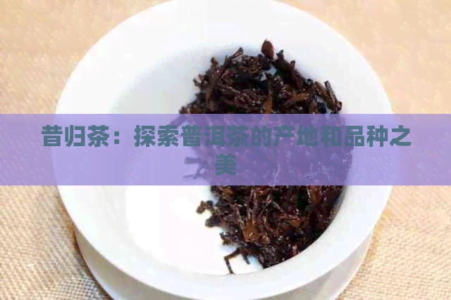 昔归茶：探索普洱茶的产地和品种之美