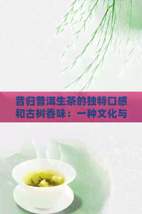 昔归普洱生茶的独特口感和古树香味：一种文化与生态的完美结合