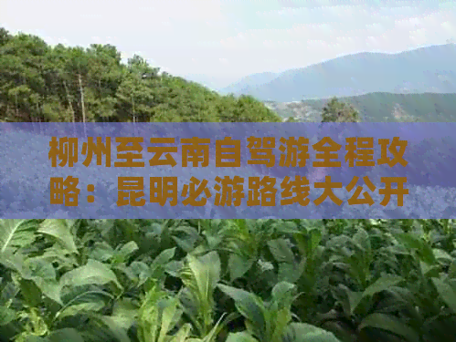 柳州至云南自驾游全程攻略：昆明必游路线大公开！