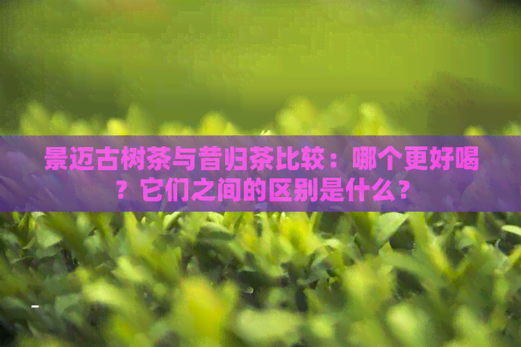 景迈古树茶与昔归茶比较：哪个更好喝？它们之间的区别是什么？