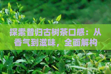 探索昔归古树茶口感：从香气到滋味，全面解构这款独特茶叶的魅力