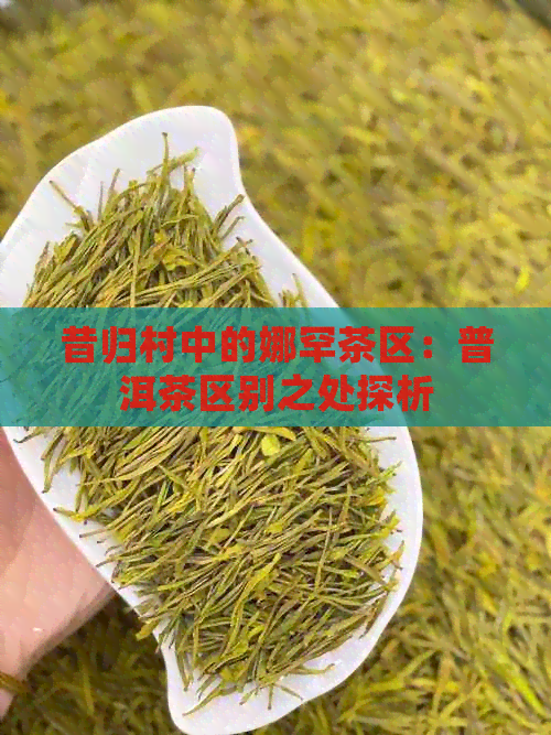 昔归村中的娜罕茶区：普洱茶区别之处探析