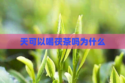 天可以喝茯茶吗为什么