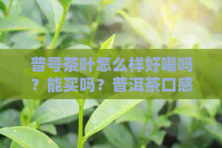 普号茶叶怎么样好喝吗？能买吗？普洱茶口感如何？