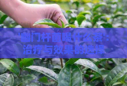 '幽门杆菌喝什么茶':治疗与效果的选择