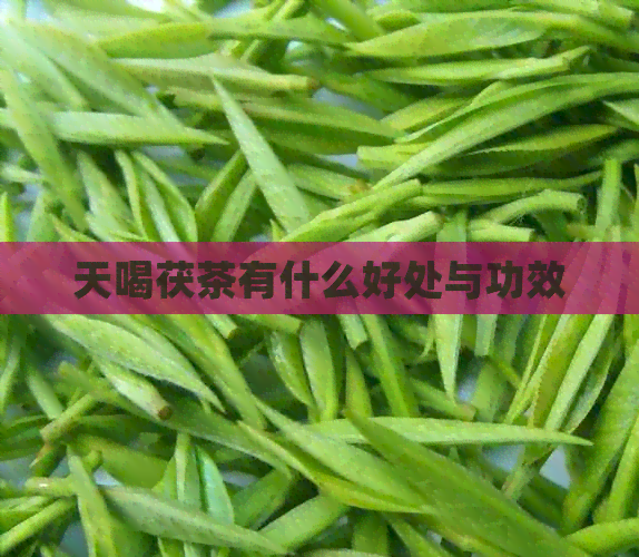 天喝茯茶有什么好处与功效