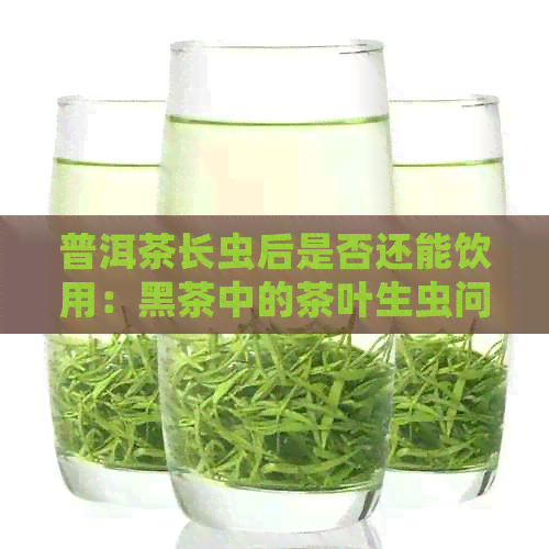 普洱茶长虫后是否还能饮用：黑茶中的茶叶生虫问题探讨