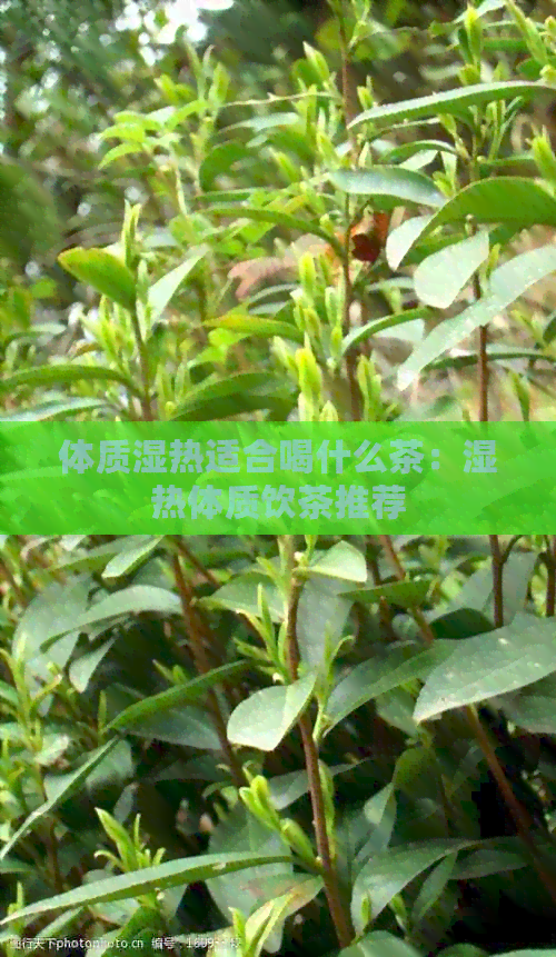 体质湿热适合喝什么茶：湿热体质饮茶推荐