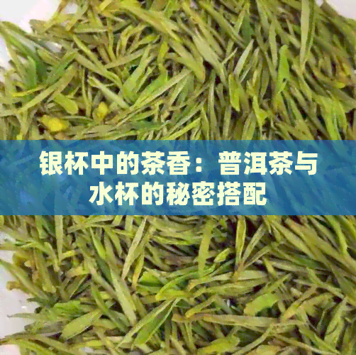 银杯中的茶香：普洱茶与水杯的秘密搭配