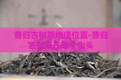 昔归古树茶地理位置-昔归古树茶在哪个山头