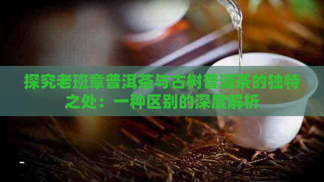 探究老班章普洱茶与古树普洱茶的独特之处：一种区别的深度解析