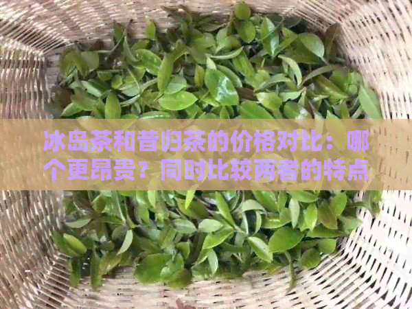 冰岛茶和昔归茶的价格对比：哪个更昂贵？同时比较两者的特点和口感