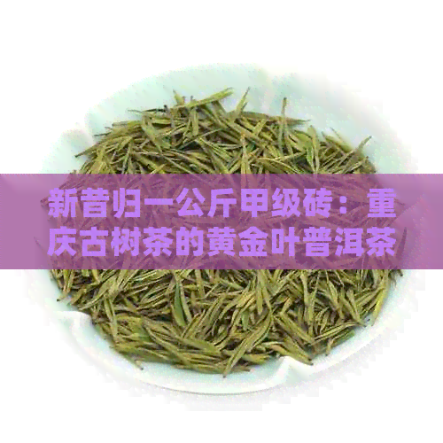 新昔归一公斤甲级砖：重庆古树茶的黄金叶普洱茶解析