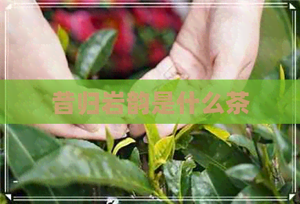 昔归岩韵是什么茶