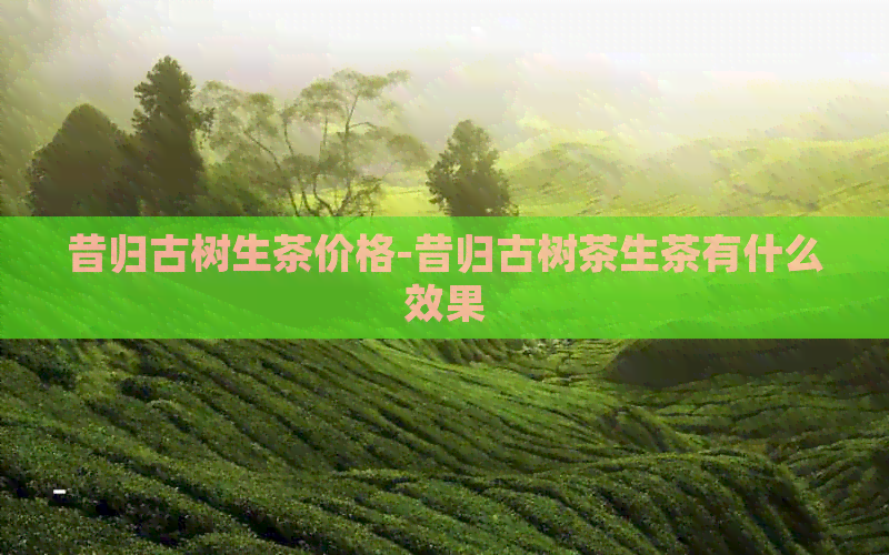 昔归古树生茶价格-昔归古树茶生茶有什么效果