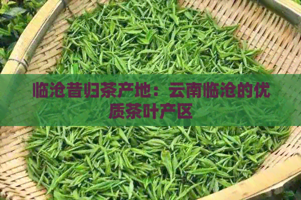 临沧昔归茶产地：云南临沧的优质茶叶产区