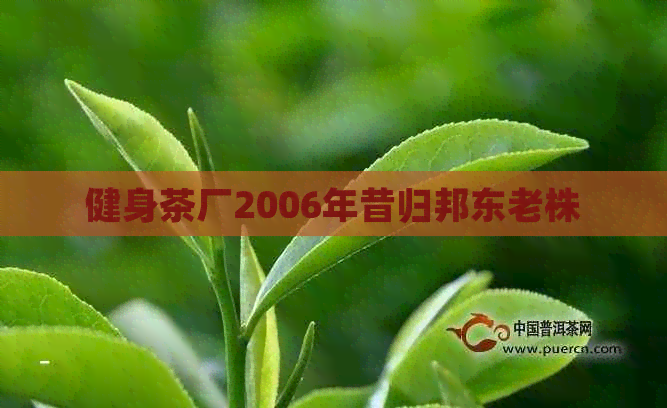 健身茶厂2006年昔归邦东老株