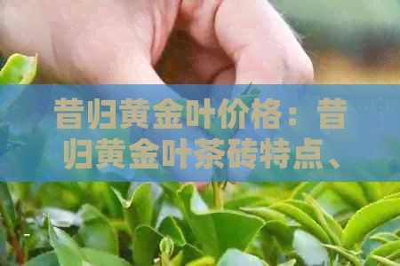 昔归黄金叶价格：昔归黄金叶茶砖特点、功效及生茶分析