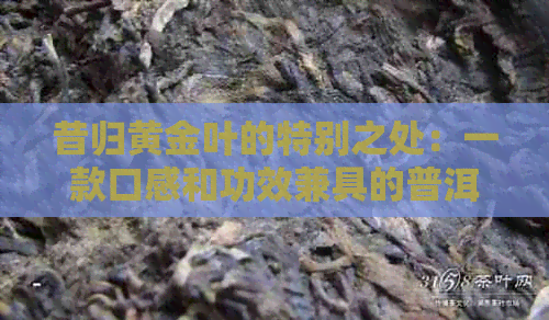 昔归黄金叶的特别之处：一款口感和功效兼具的普洱茶解析