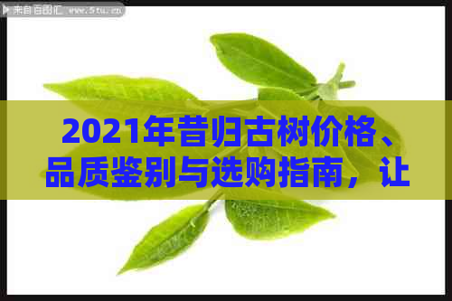 2021年昔归古树价格、品质鉴别与选购指南，让您轻松了解昔归茶的全方位信息