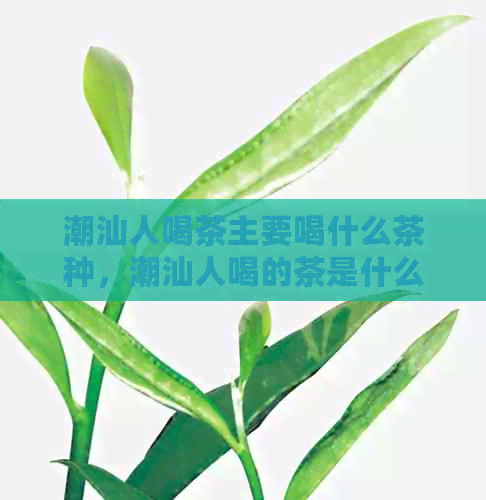 潮汕人喝茶主要喝什么茶种，潮汕人喝的茶是什么茶