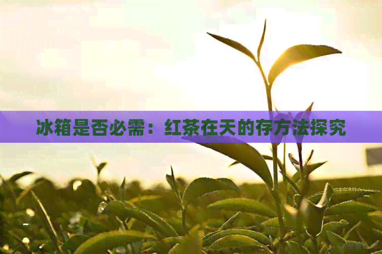 冰箱是否必需：红茶在天的存方法探究