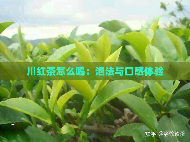 川红茶怎么喝：泡法与口感体验