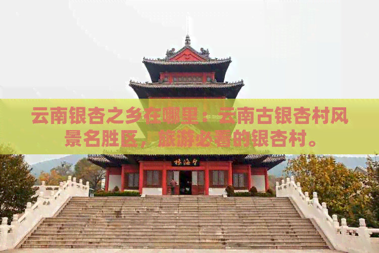 云南银杏之乡在哪里：云南古银杏村风景名胜区，旅游必看的银杏村。