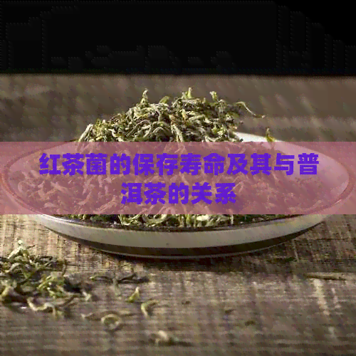 红茶菌的保存寿命及其与普洱茶的关系