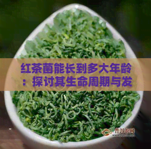 红茶菌能长到多大年龄：探讨其生命周期与发育过程