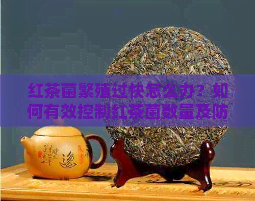 红茶菌繁殖过快怎么办？如何有效控制红茶菌数量及防止感染传播