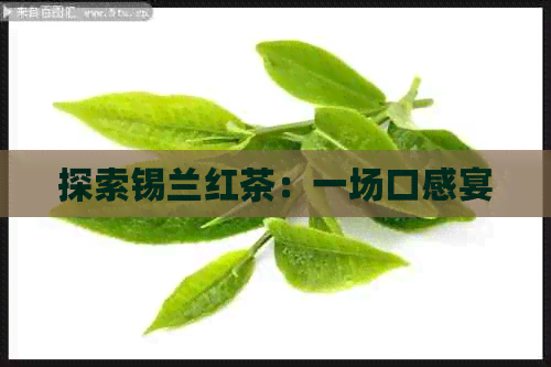 探索锡兰红茶：一场口感宴